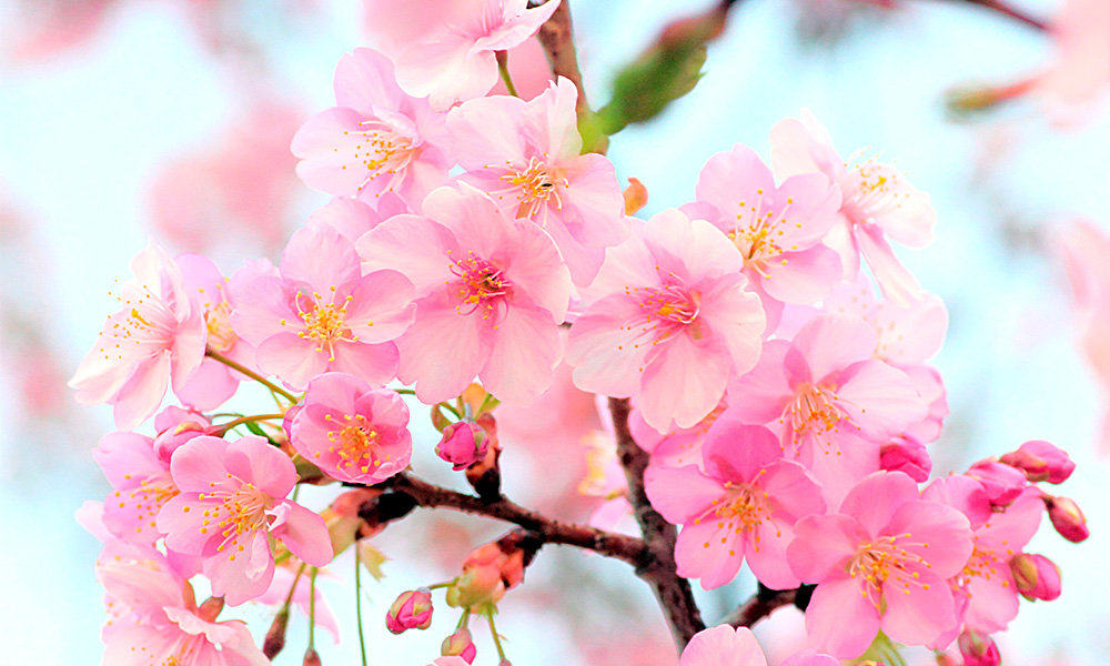 鞆の四季「春」
